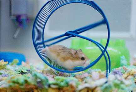 kiss the hamster life goodbye - smartcrowd